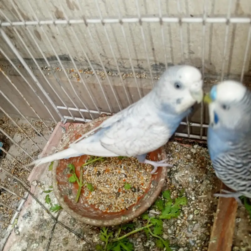 parrots — photo 3