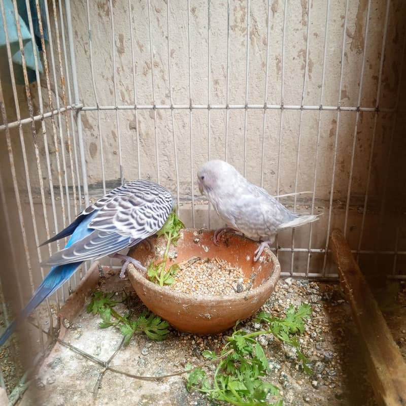 parrots 3