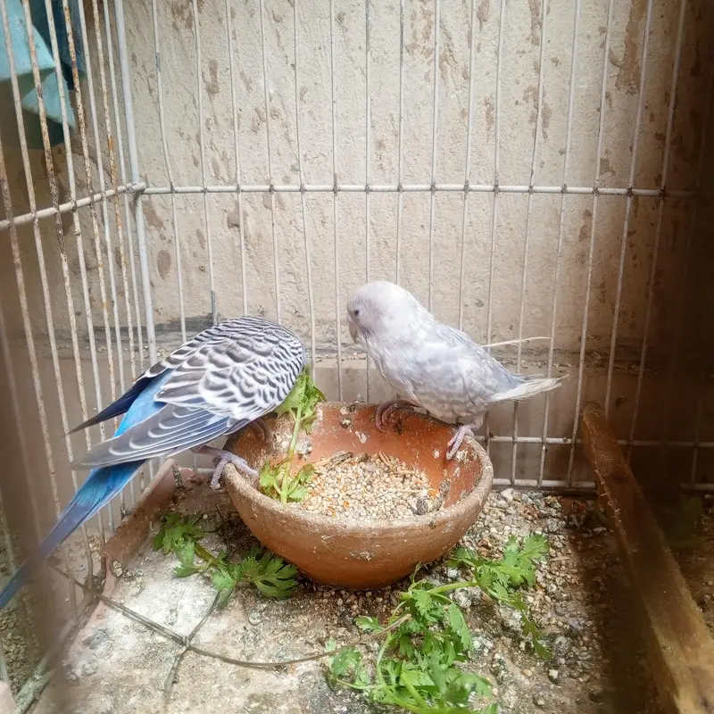 parrots — photo 4