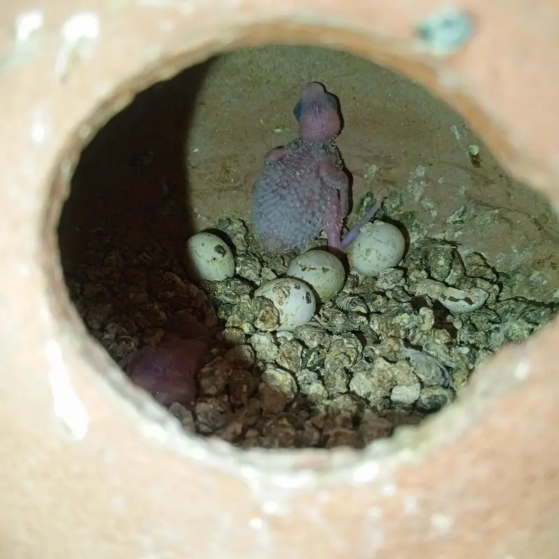 parrots — photo 5