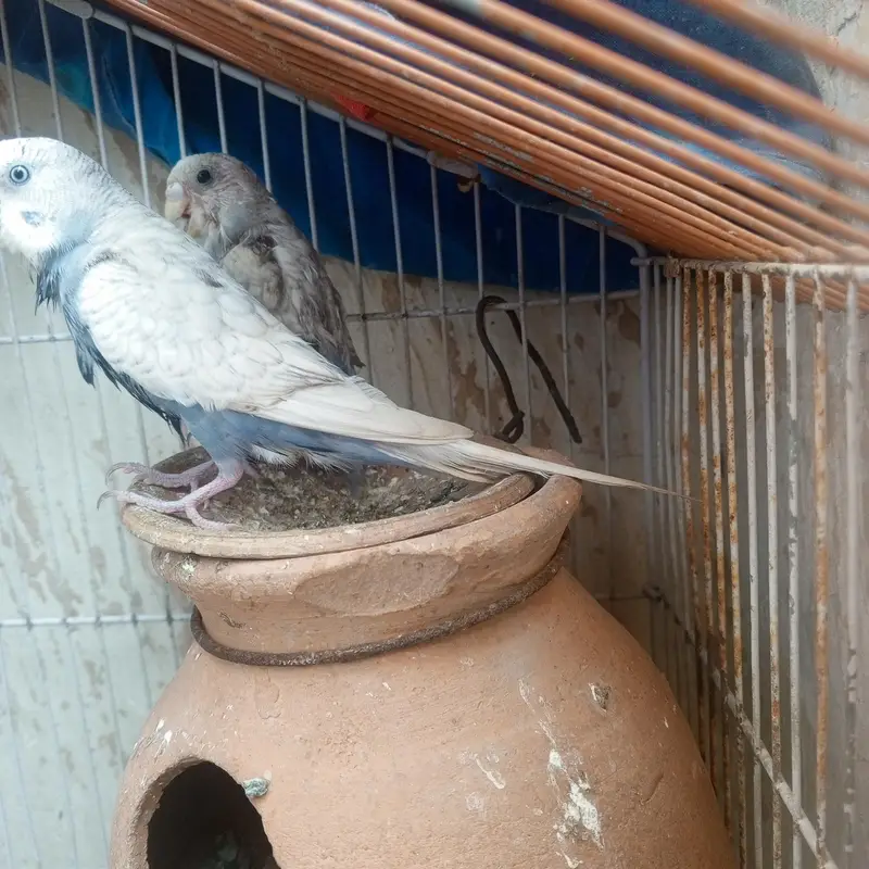 parrots — photo 6