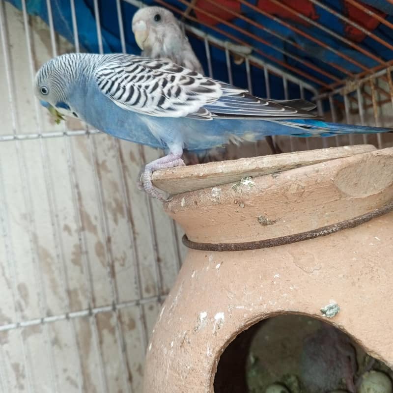 parrots 6