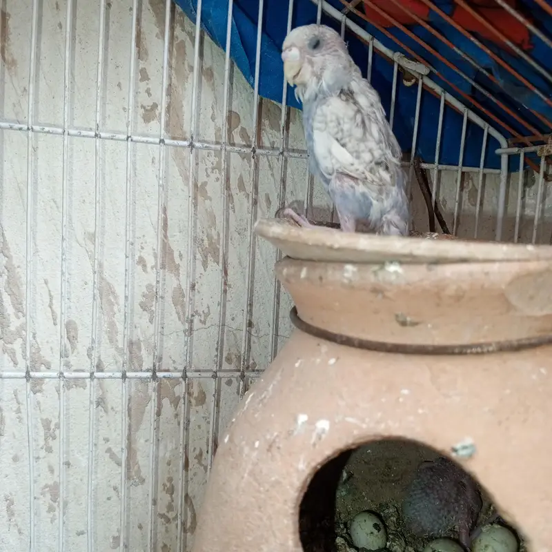 parrots — photo 8