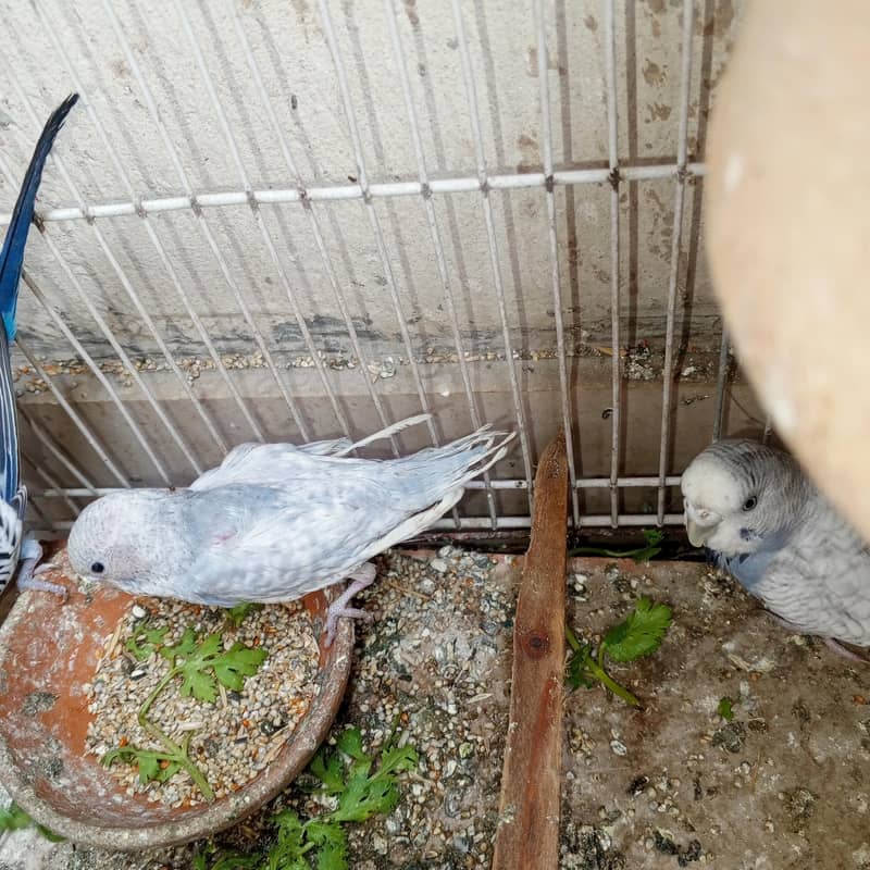 parrots 8