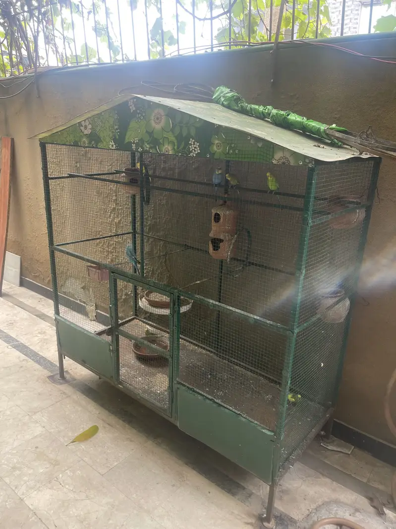 Cage for sale (with parrots) — photo 2