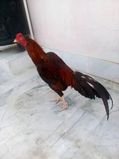 mianwali nasal ha  03163070561