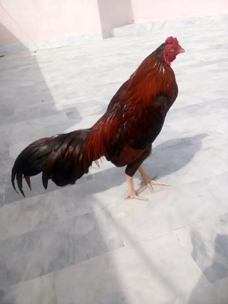 mianwali nasal ha  03163070561 — photo 2