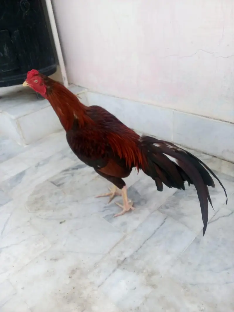 mianwali nasal ha  03163070561 — photo 3