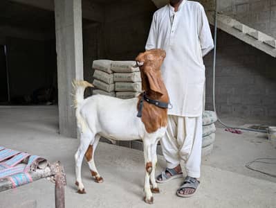 Beautiful and Active goat