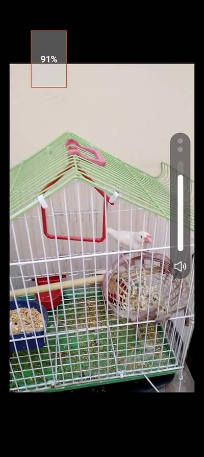 2 java finches with one white Australian parrot