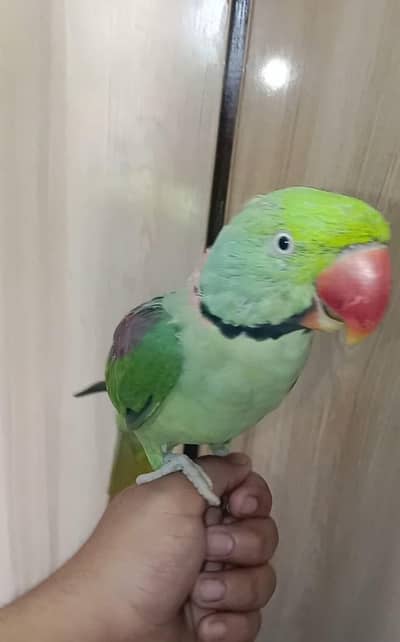 raw breeder pair available tame male bi available