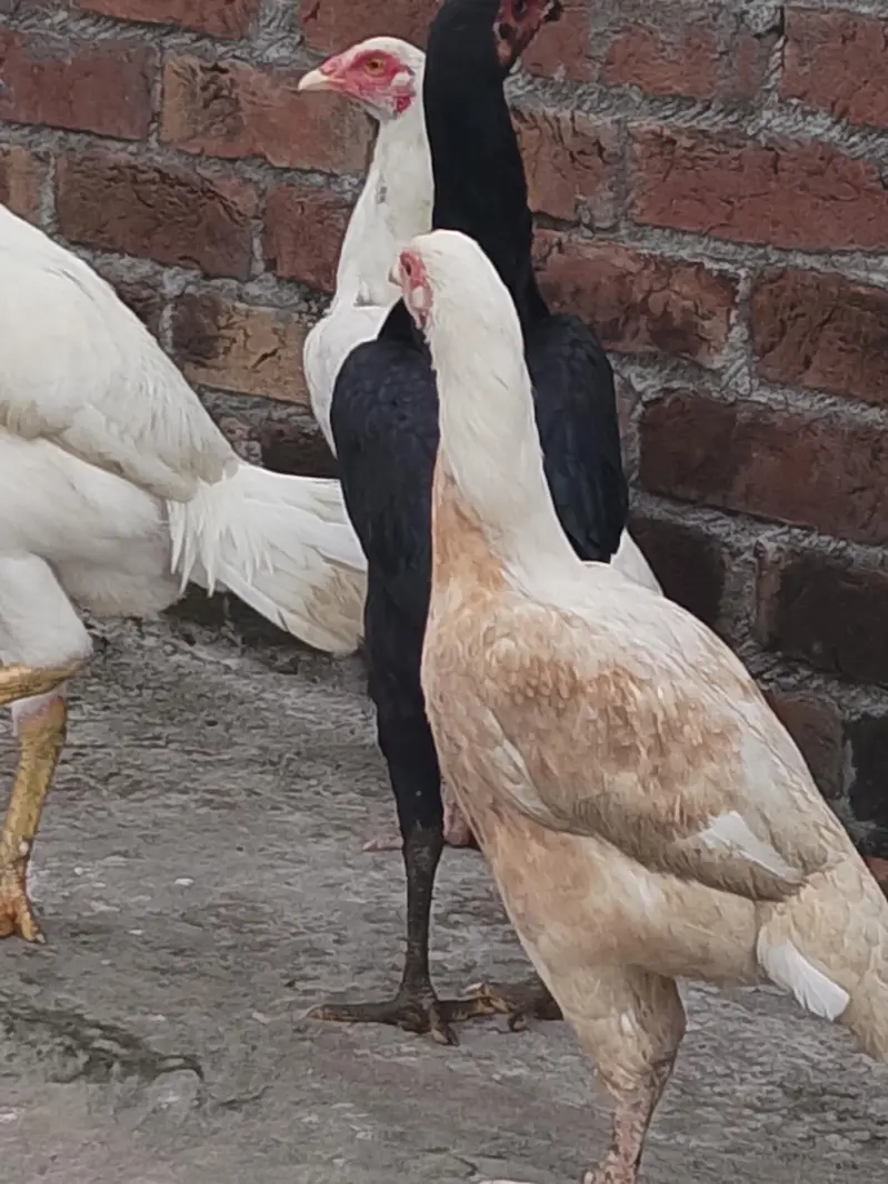bhi aseel Shamo murgy — photo 8