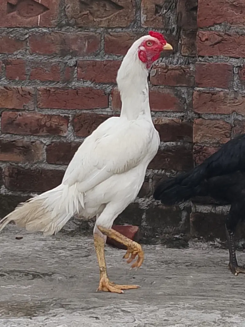 bhi aseel Shamo murgy — photo 11