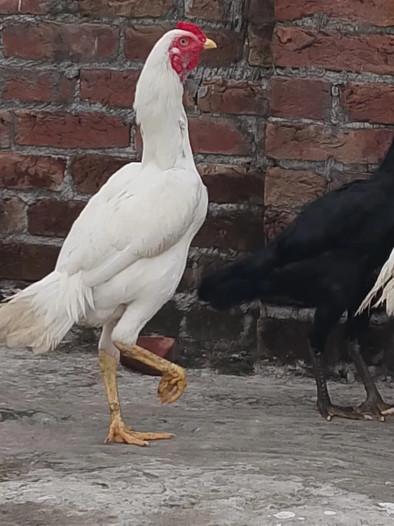 bhi aseel Shamo murgy — photo 12