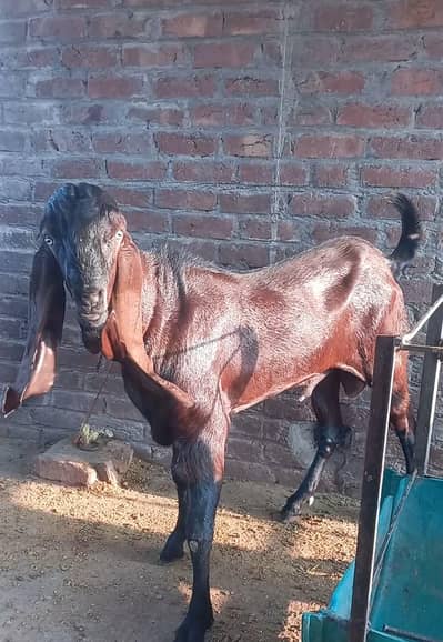 nagra bakra