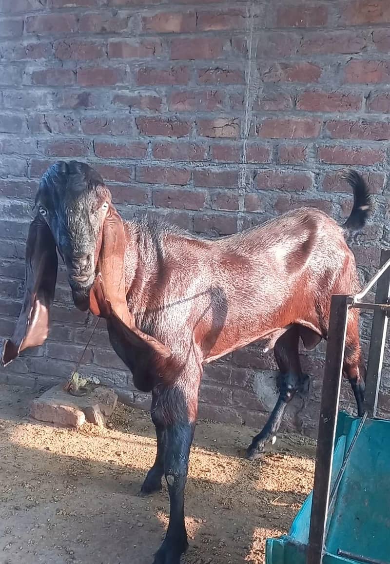nagra bakra 0
