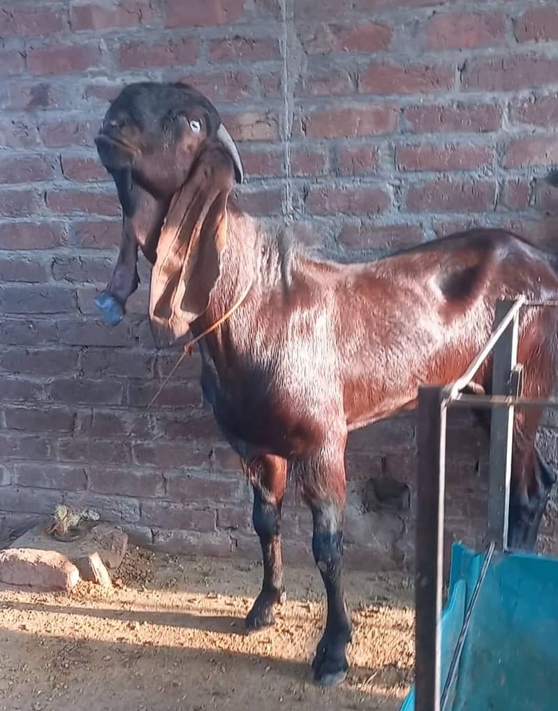 nagra bakra 1