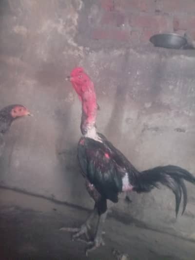 thai pakoya male very strong breed /burmi)aseel