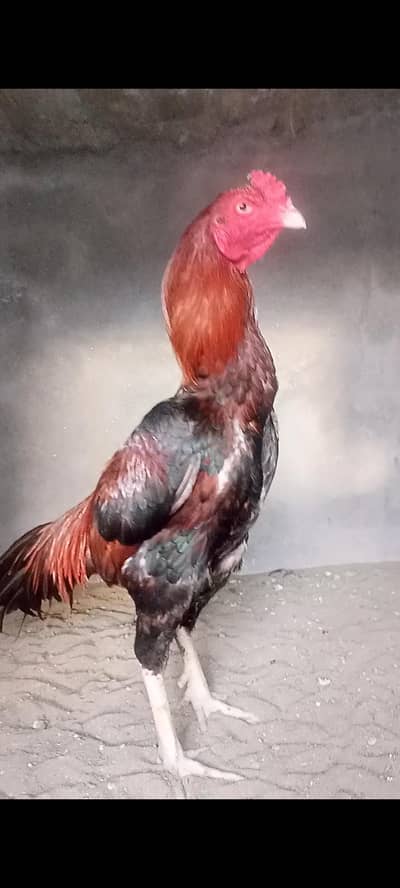 Lakha aseel murgha