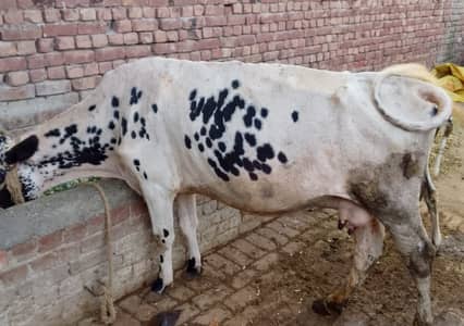 Cow | Wchi | Desi Female Cow | Croos Cow | Desi Cow / wchi for Sale