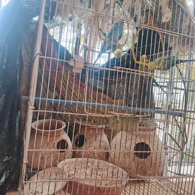 2 pair budgies 3 handia 2 pinjre