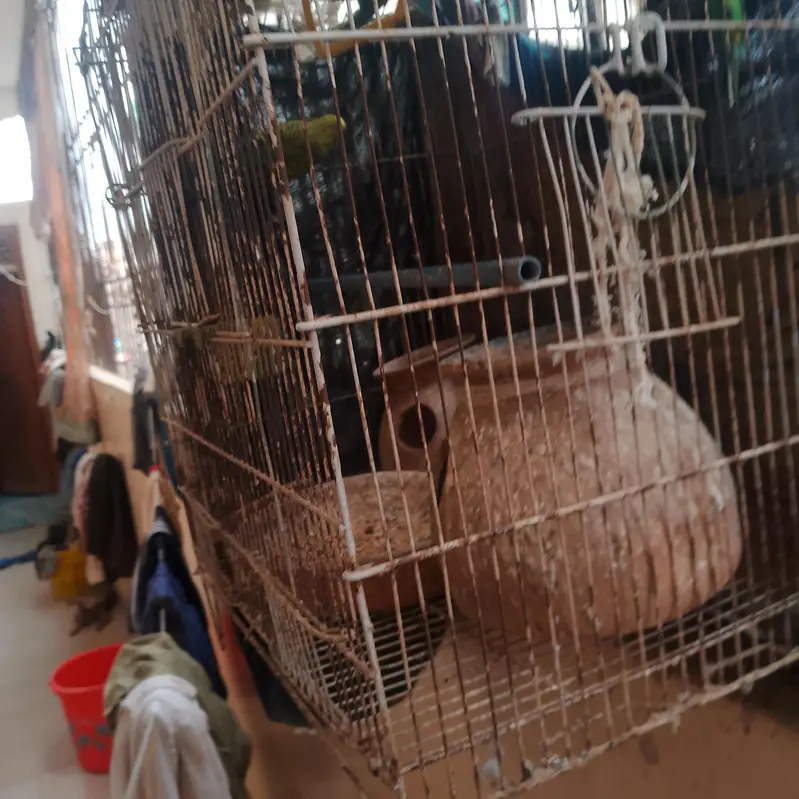 2 pair budgies 3 handia 2 pinjre — photo 2