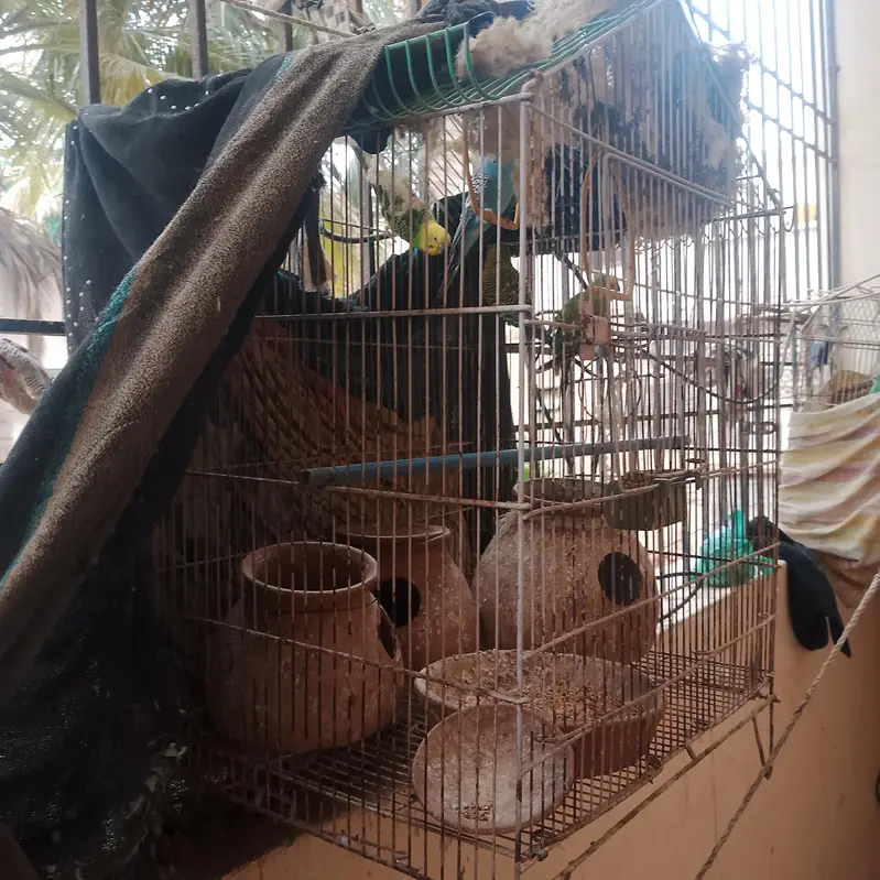 2 pair budgies 3 handia 2 pinjre — photo 3
