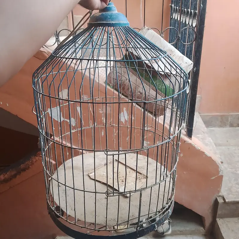 2 pair budgies 3 handia 2 pinjre — photo 4