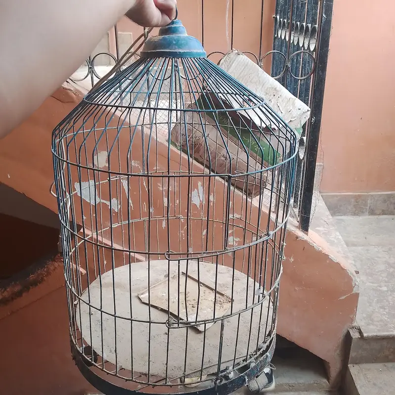 2 pair budgies 3 handia 2 pinjre — photo 5