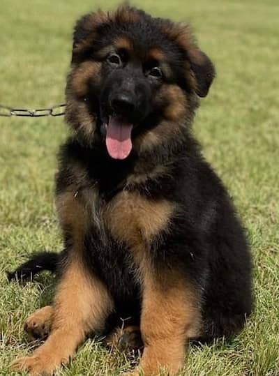 German shepherds puppies 2 female puppy available