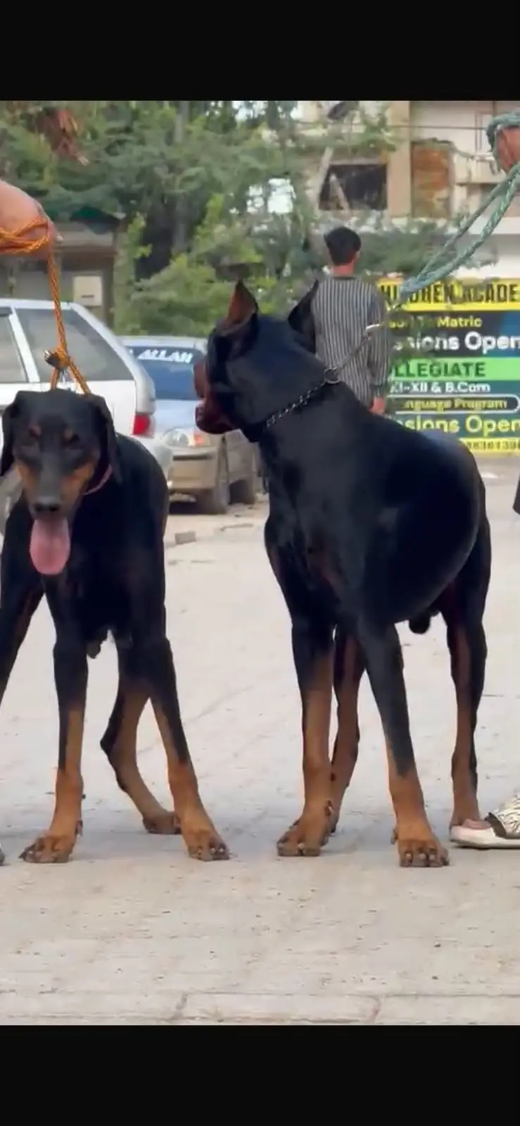 Pure Doberman Pair for Sale | Male 18 Months | Female 14 Months — photo 3