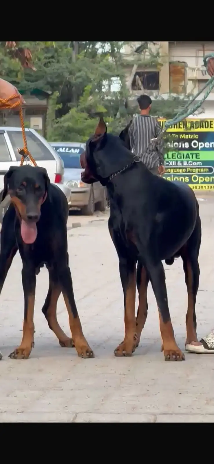 Pure Doberman Pair for Sale | Male 18 Months | Female 14 Months — photo 4
