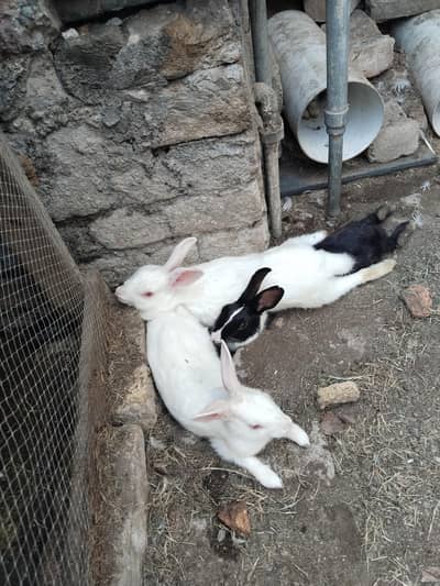 Healthy Rabbit