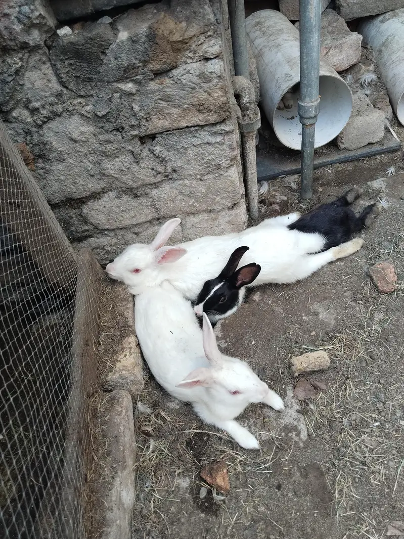 Healthy Rabbit