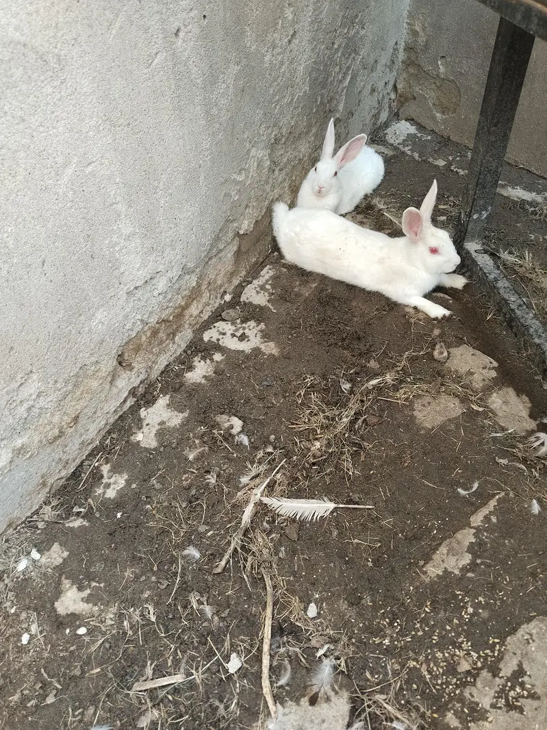 Healthy Rabbit — photo 2