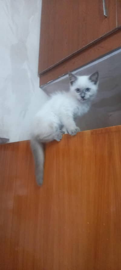 kitten for sell urgently and I will give such a good discount