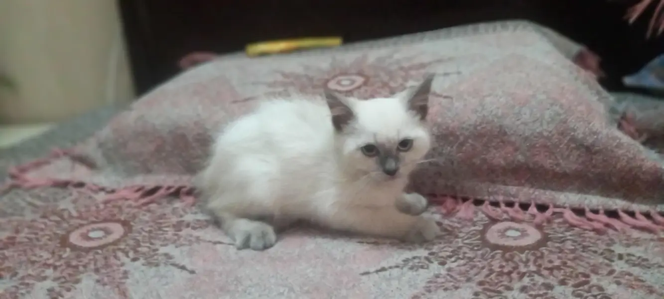 kitten for sell urgently and I will give such a good discount — photo 2
