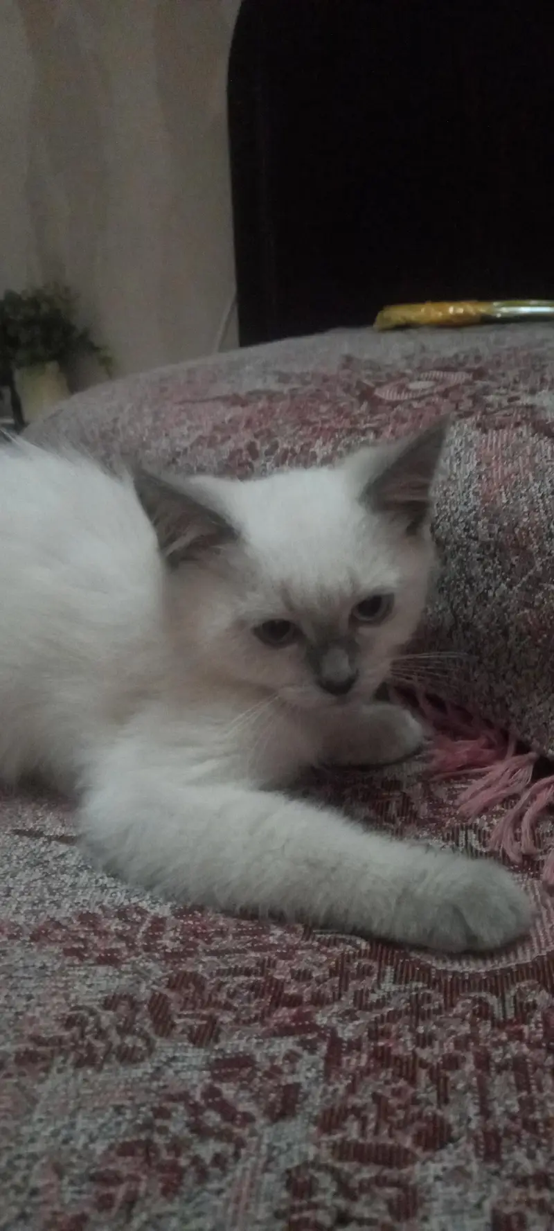 kitten for sell urgently and I will give such a good discount — photo 3
