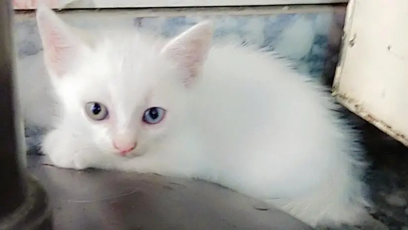 Percian Kitten  For Sale — photo 2