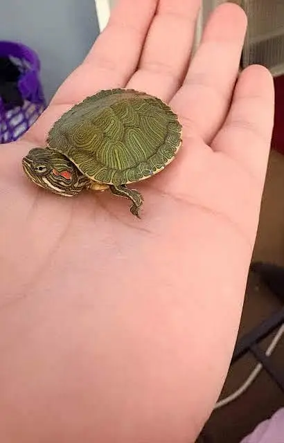 Turtles healthy and active 03268301979 — photo 2