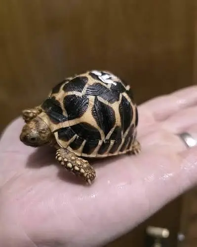 Turtles healthy and active 03268301979 — photo 3
