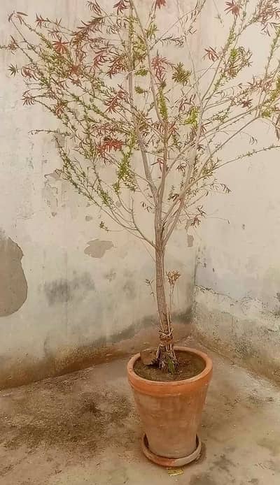 for sale