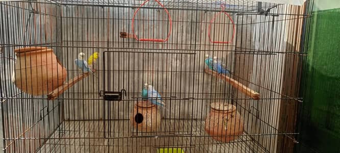 Australian parrots