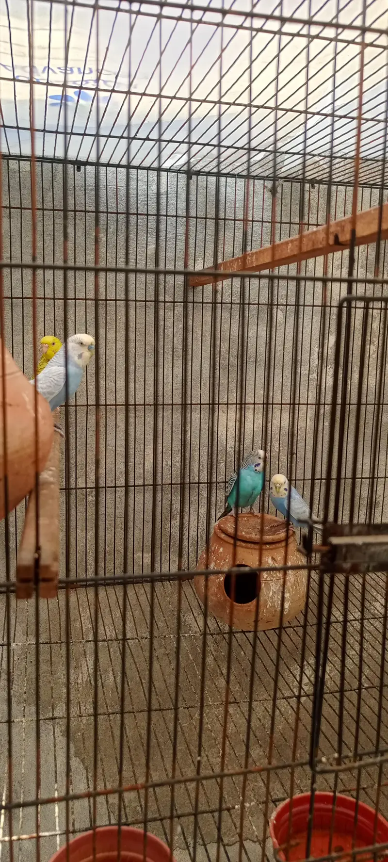 Australian parrots — photo 2