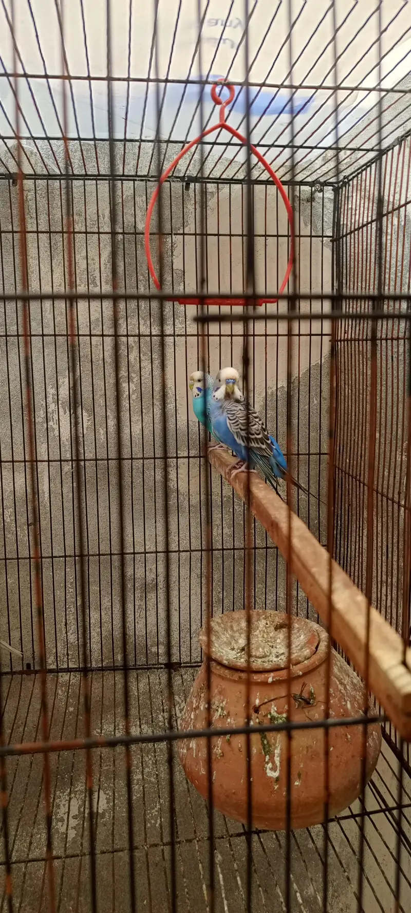Australian parrots — photo 3