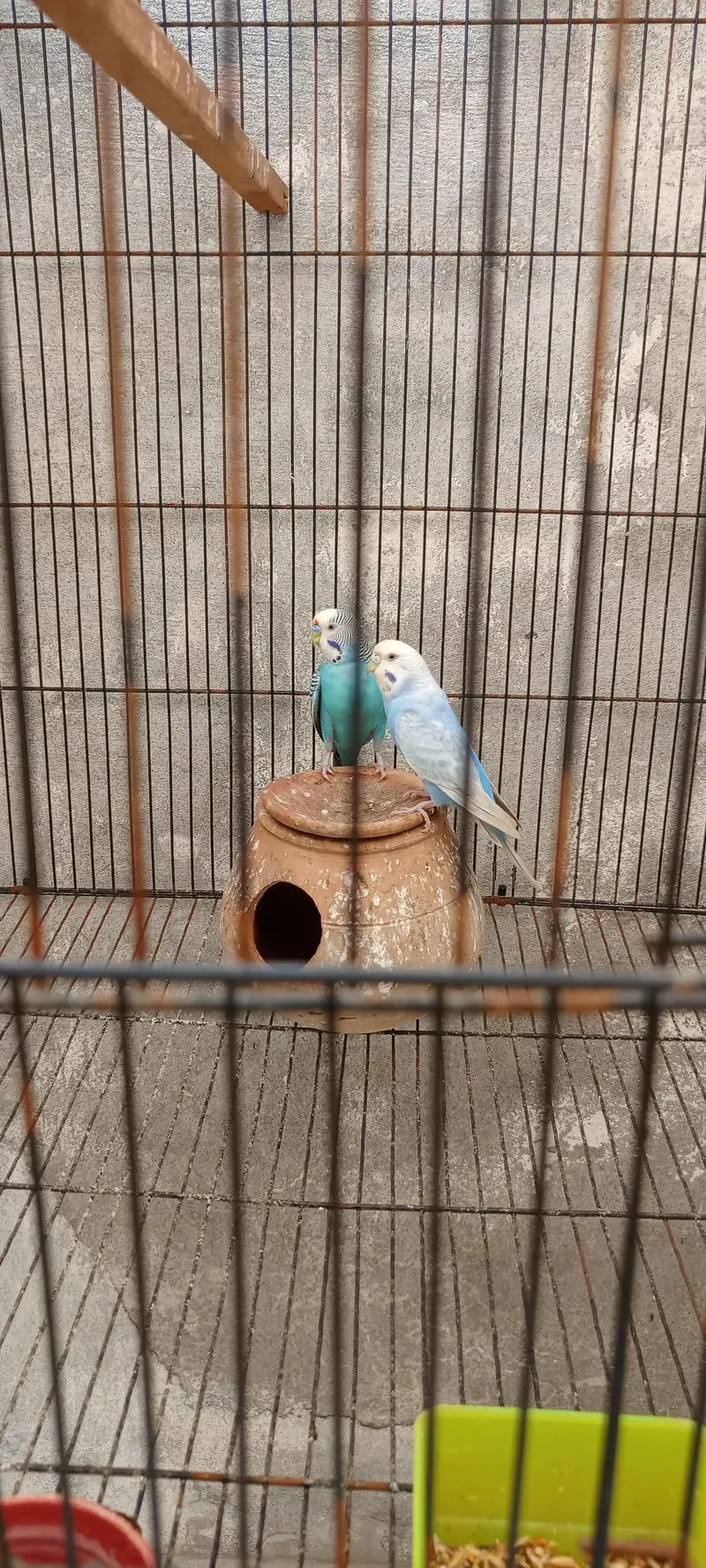 Australian parrots — photo 4