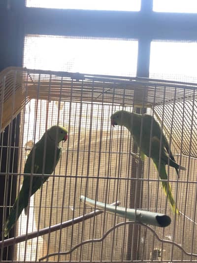Ringneck pair avb