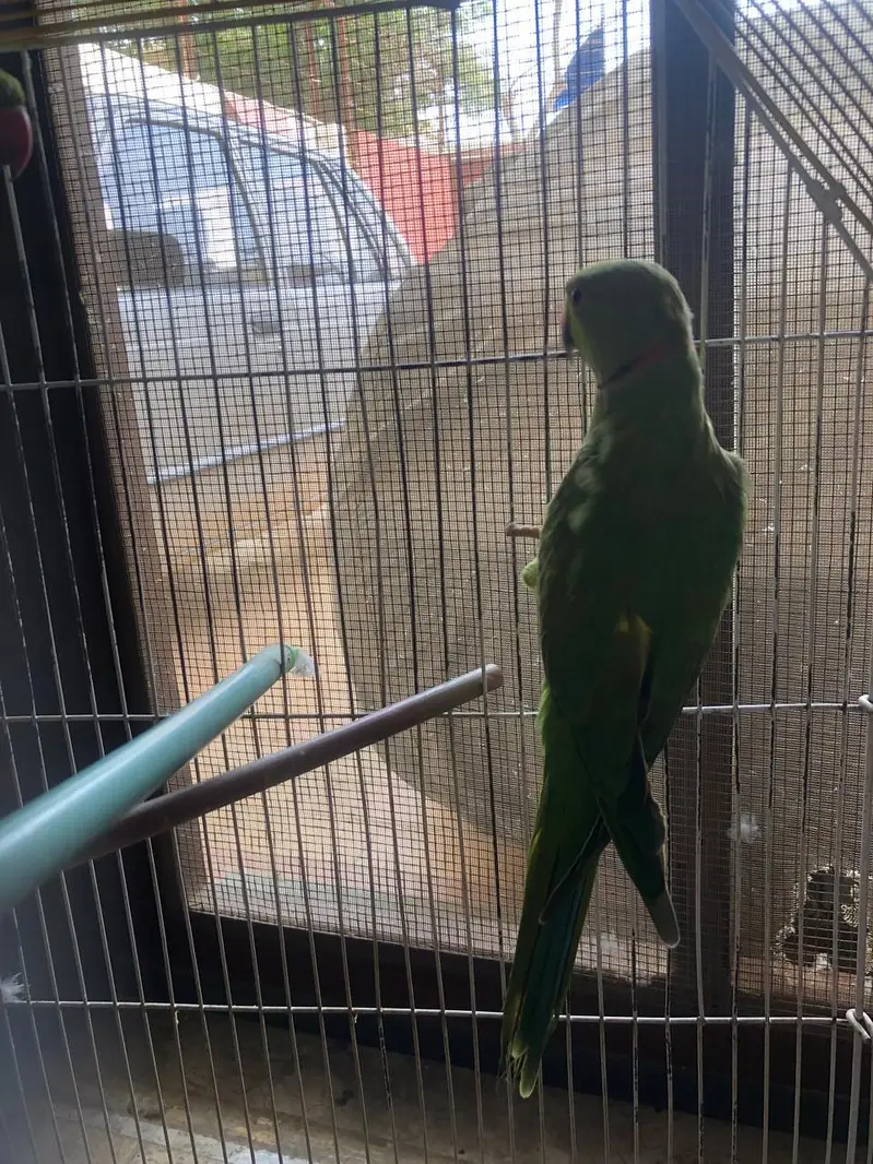 Ringneck pair avb — photo 2