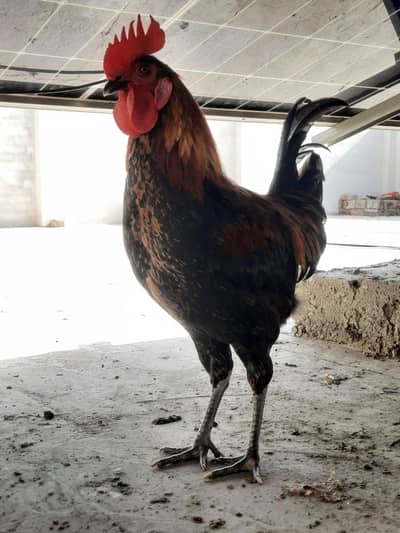 Golden Misri Rooster | 1.6kg