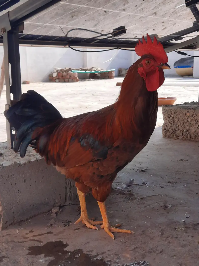 Golden Misri Rooster | 1.6kg — photo 2